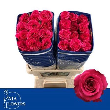 <h4>Rosa a grande fleur Full Monty!</h4>