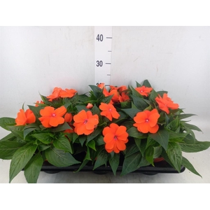Impatiens NG 'ColPow Orange Red'