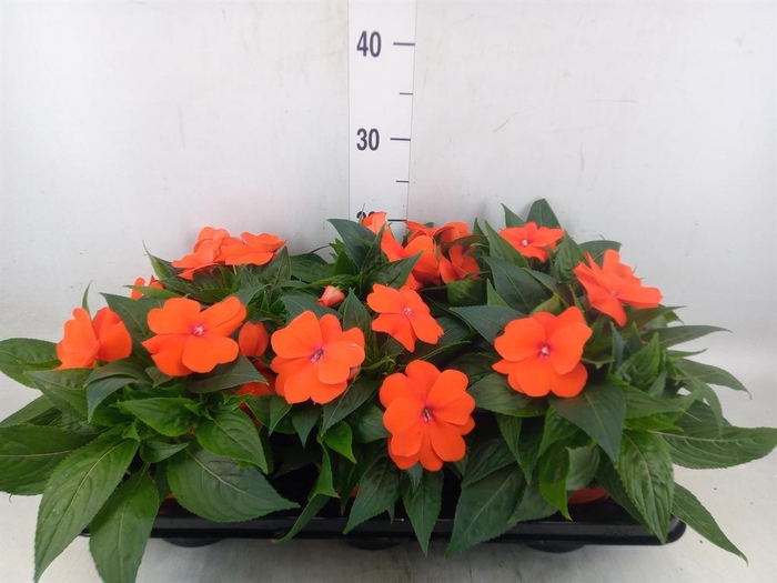 <h4>Impatiens NG 'ColPow Orange Red'</h4>