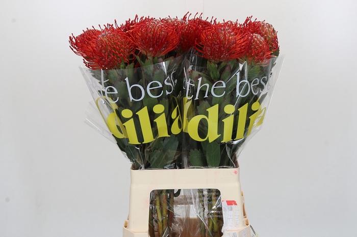<h4>Nutans Ayoba Red</h4>