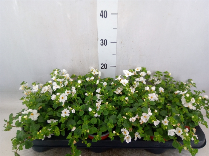 <h4>Sutera  'White Showers'</h4>