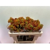 Anigozanthos Flavidus Bush Tango