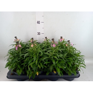 Erysimum  'Leya Purple Glow'