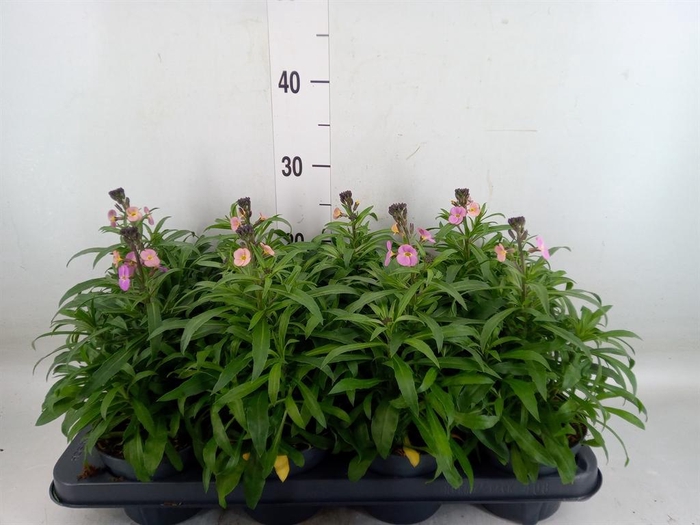 <h4>Erysimum  'Leya Purple Glow'</h4>