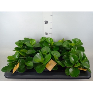 Peperomia obt. 'Green Gold'