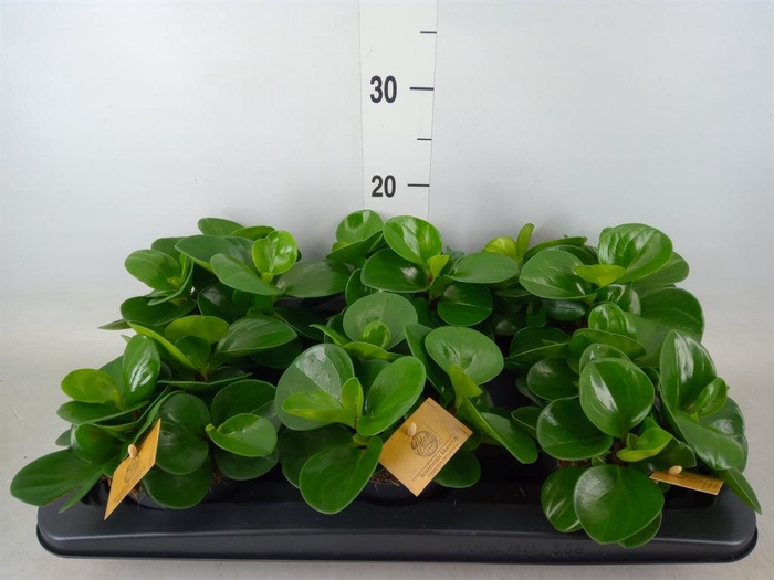 <h4>Peperomia obt. 'Green Gold'</h4>