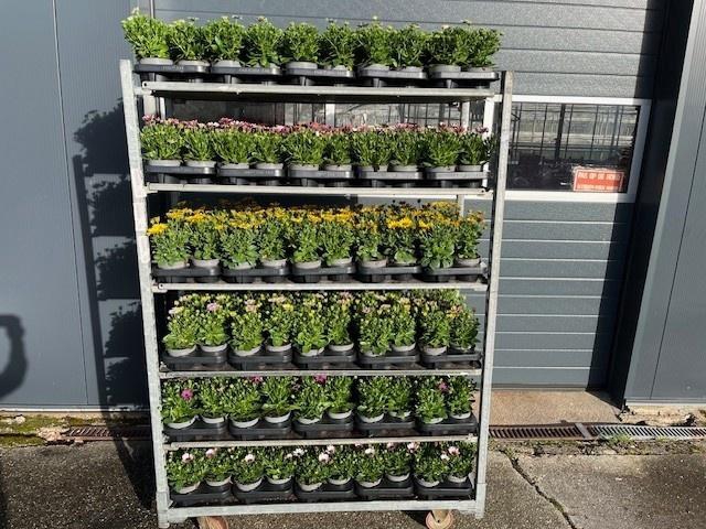 Osteo Mixk 6kl 1 Kleur Per Tray