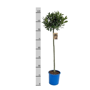 LAU NOBILIS