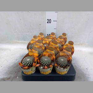 Cactus   ...