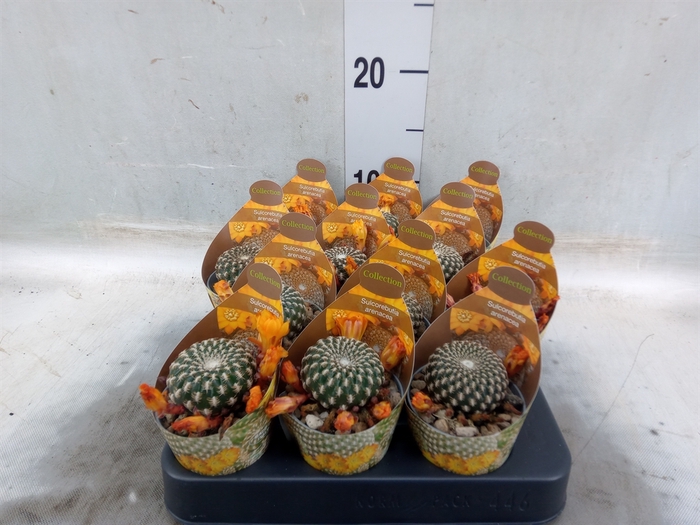<h4>Cactus   ...</h4>