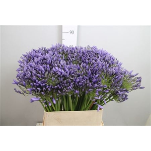 Agap Blue Giant