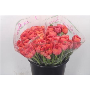 Ran.. Su Fragolino Extra