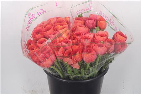 <h4>Ran.. Su Fragolino Extra</h4>