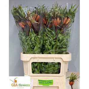 FRIT IM RUBRA MAXIMA