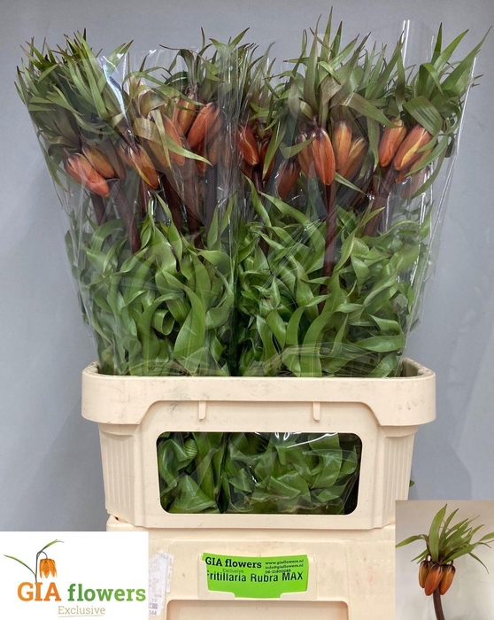 <h4>FRIT IM RUBRA MAXIMA</h4>