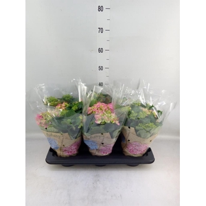 Hydrangea mac. 'Early Rosa'