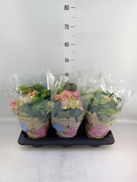 <h4>Hydrangea mac. 'Early Rosa'</h4>