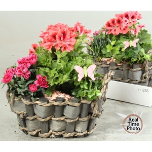 ARR TUINPLANTEN