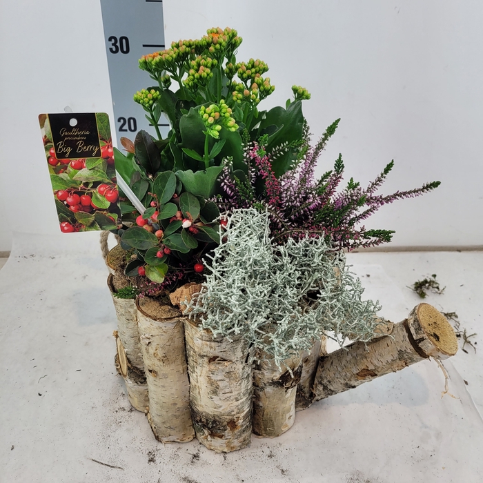 <h4>ARR TUINPLANTEN</h4>