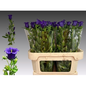 Camp M Cam Deep Blue