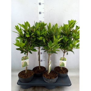 Laurus nobilis