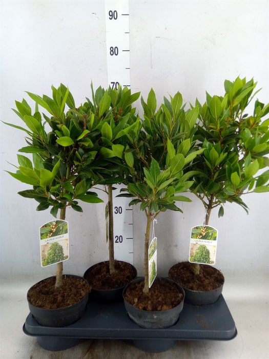 <h4>Laurus nobilis</h4>