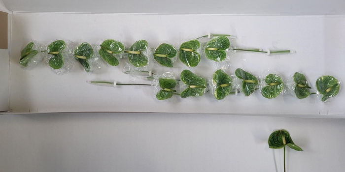 <h4>ANTH A MIDORI</h4>