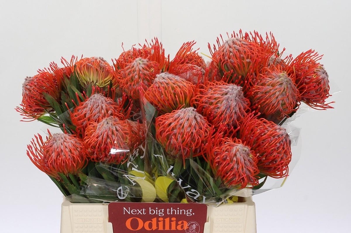 <h4>Nutans Tango</h4>