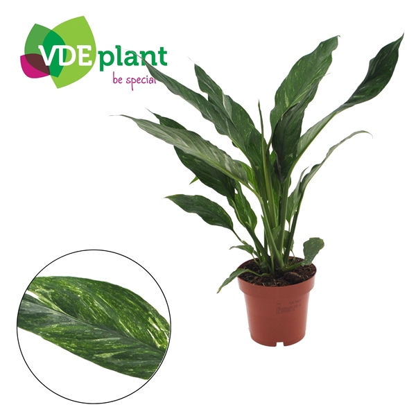 <h4>Spathiphyllum Diamond</h4>