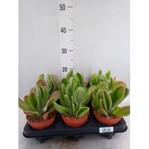 Kalanchoe NF thyrsiflora 'Red Lips'