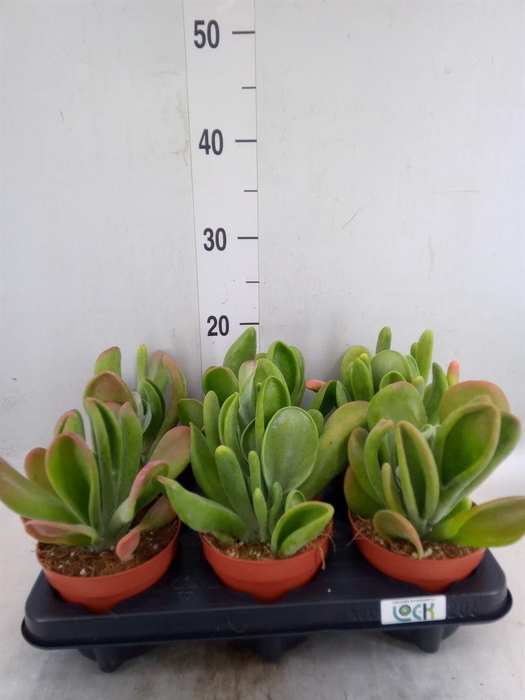 <h4>Kalanchoe NF thyrsiflora 'Red Lips'</h4>