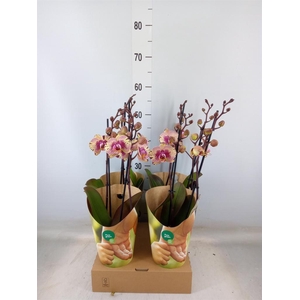 Phalaenopsis   ...lilac