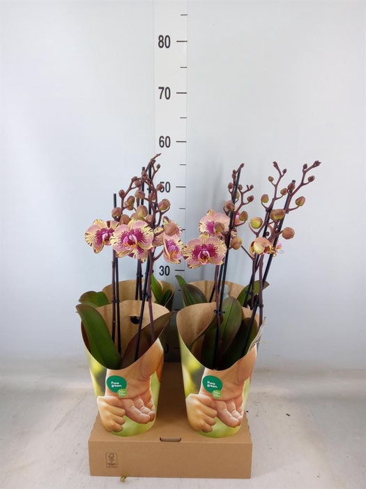 <h4>Phalaenopsis   ...lilac</h4>