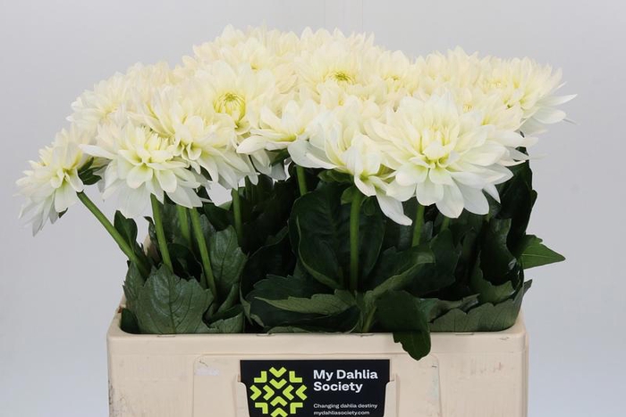 <h4>Dahlia Karma M. Zwaan</h4>