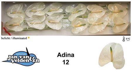 <h4>Anth A Adina</h4>