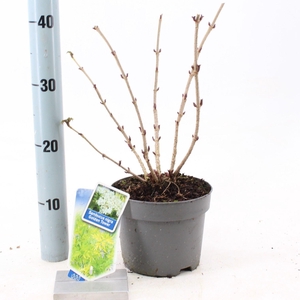 Sambucus nigra