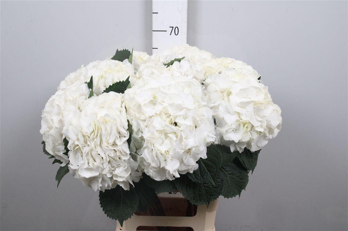 <h4>Hydr M My Akito</h4>