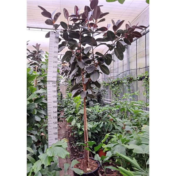 <h4>Ficus Elastica Abidjan stam 330</h4>