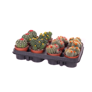 Cactus stro 8,5 cm x 15 cm