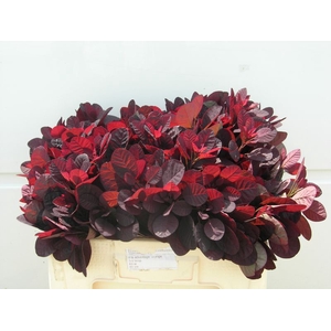 COTI C ROYAL PURPLE