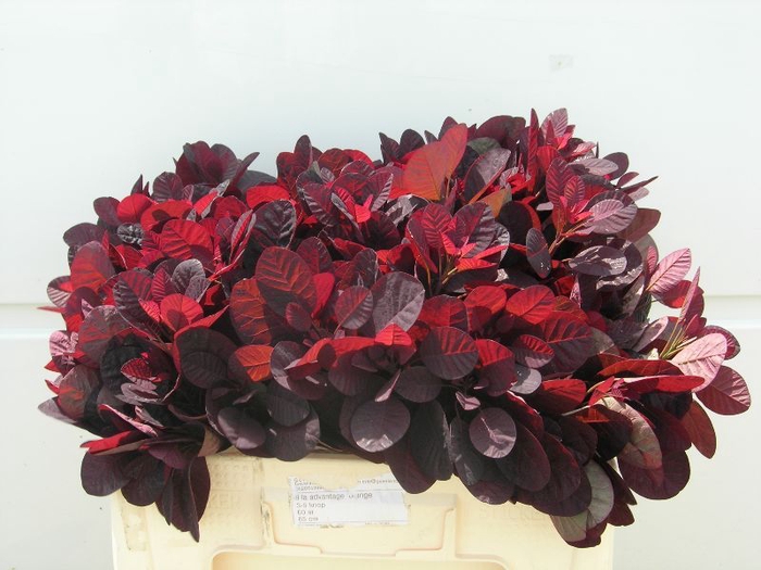 <h4>COTI C ROYAL PURPLE</h4>