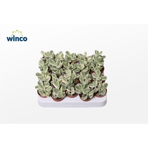 Cotyledon Ladysmithiensis Variegata