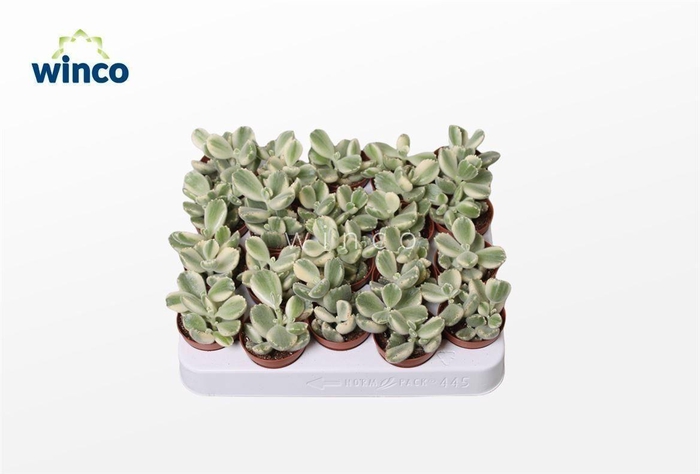 <h4>Cotyledon Ladysmithiensis Variegata</h4>