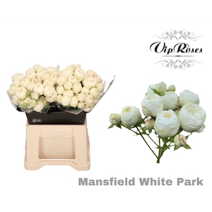 R TR MANSFI WHITE PA