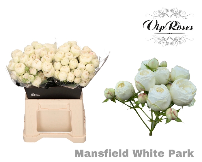 <h4>R TR MANSFI WHITE PA</h4>