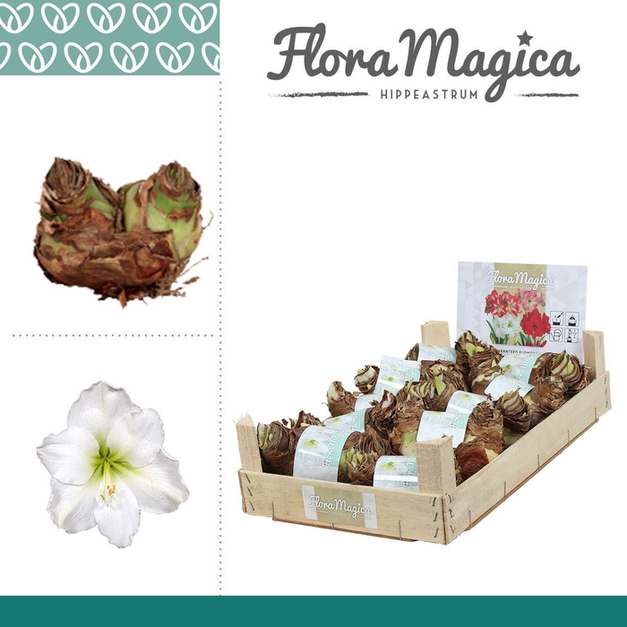 <h4>Amaryllis 38/40 Bulb TWIN Wit in Wooden Crate</h4>