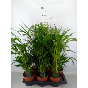 Dypsis lutescens   ...Chrysalidoca