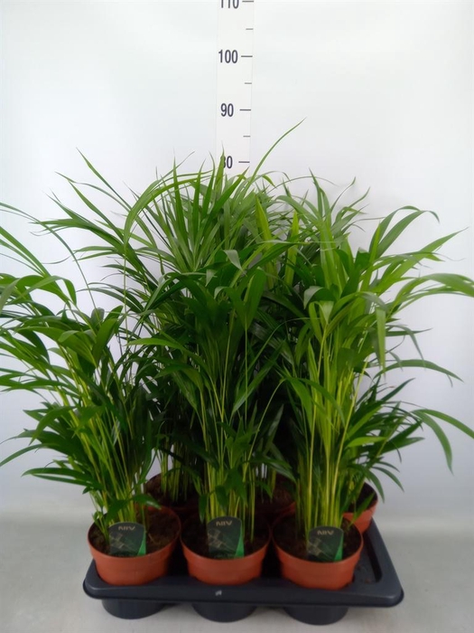 <h4>Dypsis lutescens   ...Chrysalidoca</h4>