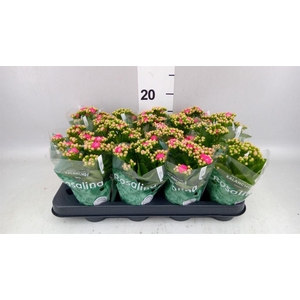Kalanchoe blos. 'RosDon Nando'