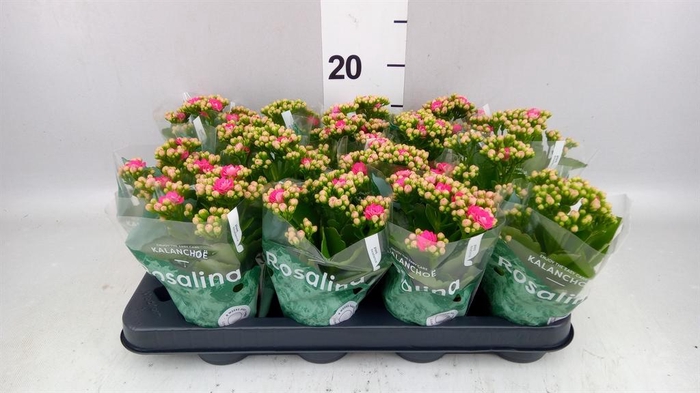 <h4>Kalanchoe blos. 'RosDon Nando'</h4>